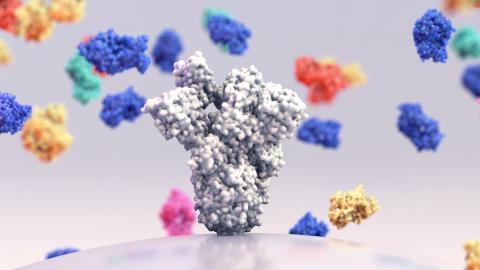 La protéine de pointe du nouveau coronavirus joue un rôle clé supplémentaire, actif dans la maladie (Visuel Adobe Stock 419530266) La protéine de pointe du nouveau coronavirus joue un rôle clé supplémentaire, actif dans la maladie (Visuel Adobe Stock 419530266)