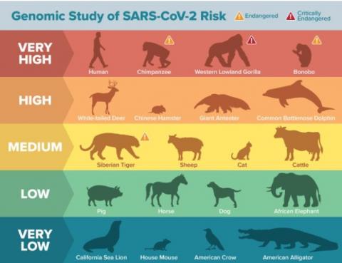 De nombreuses espèces animales peuvent être vulnérables à l'infection par le SRAS-CoV-2, révèle cette analyse génomique (Visuel Visuel Matt Verdolivo / UC Davis) De nombreuses espèces animales peuvent être vulnérables à l'infection par le SRAS-CoV-2, révèle cette analyse génomique (Visuel Visuel Matt Verdolivo / UC Davis)