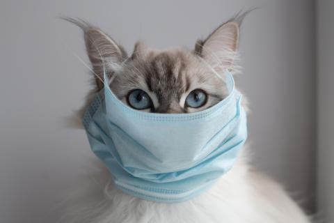 26 animaux régulièrement en contact avec des humains peuvent être infectés par le coronavirus (Visuel Adobe Stock 336196621) 26 animaux régulièrement en contact avec des humains peuvent être infectés par le coronavirus (Visuel Adobe Stock 336196621)