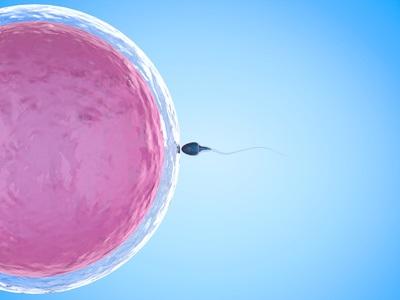 Garder les ovocytes en stase pendant l'enfance est en effet un élément clé de la fertilité féminine. Garder les ovocytes en stase pendant l'enfance est en effet un élément clé de la fertilité féminine.