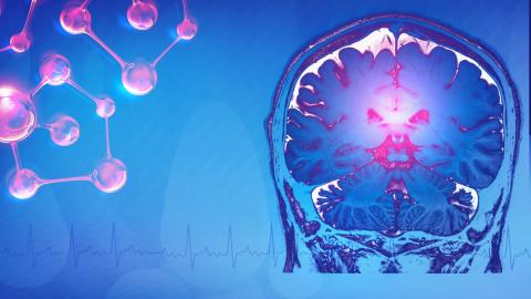 Une fonction de l'aromatase dans le cerveau adulte jusque-là inconnue sur la libido vient d’être découverte (Visuel AdobeStock_242228542) Une fonction de l'aromatase dans le cerveau adulte jusque-là inconnue sur la libido vient d’être découverte (Visuel AdobeStock_242228542)