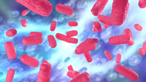 Dans 78% des cas, la greffe de microbiote fécal supprime définitivement les symptômes de C. difficile Dans 78% des cas, la greffe de microbiote fécal supprime définitivement les symptômes de C. difficile