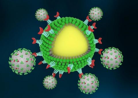 Ces « nanotraps » ou nano-pièges, conçus sous forme de nanoparticules, se lient et capturent les virus dans le corps, puis utilisent le propre système immunitaire du corps pour les détruire (Visuel Huang Lab) Ces « nanotraps » ou nano-pièges, conçus sous forme de nanoparticules, se lient et capturent les virus dans le corps, puis utilisent le propre système immunitaire du corps pour les détruire (Visuel Huang Lab)