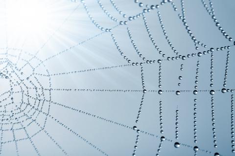 Les protéines de soie d'araignée sont combinées avec différentes nanostructures afin d'optimiser leurs propriétés biomédicales naturelles (Visuel AdobeStock_45555769). Les protéines de soie d'araignée sont combinées avec différentes nanostructures afin d'optimiser leurs propriétés biomédicales naturelles (Visuel AdobeStock_45555769).