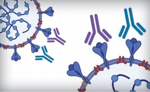 La technique « ELISA » permet de détecter, avec une précision de 80% ou plus des niveaux d'anticorps égaux ou supérieurs aux niveaux recommandés par la FDA pour la thérapie de plasma de convalescence (Visuel University of Texas at Austin) La technique « ELISA » permet de détecter, avec une précision de 80% ou plus des niveaux d'anticorps égaux ou supérieurs aux niveaux recommandés par la FDA pour la thérapie de plasma de convalescence (Visuel University of Texas at Austin)