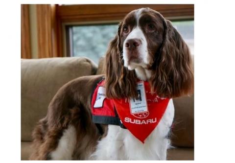 La compagnie d'un chien peut réduire la détresse des patients en attente de soins hospitaliers d'urgence. La compagnie d'un chien peut réduire la détresse des patients en attente de soins hospitaliers d'urgence.