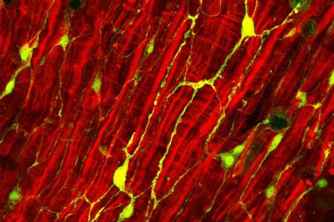L'étude apporte des preuves cellulaires, moléculaires et génétiques de l’activité antibactérienne de ces neuropeptides L'étude apporte des preuves cellulaires, moléculaires et génétiques de l’activité antibactérienne de ces neuropeptides