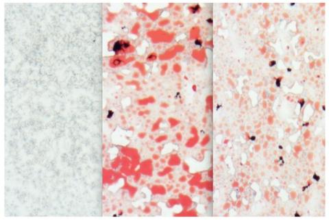 En substance, ce sucre naturel appelé tréhalose contribue à réduire le risque de diabète. En substance, ce sucre naturel appelé tréhalose contribue à réduire le risque de diabète.
