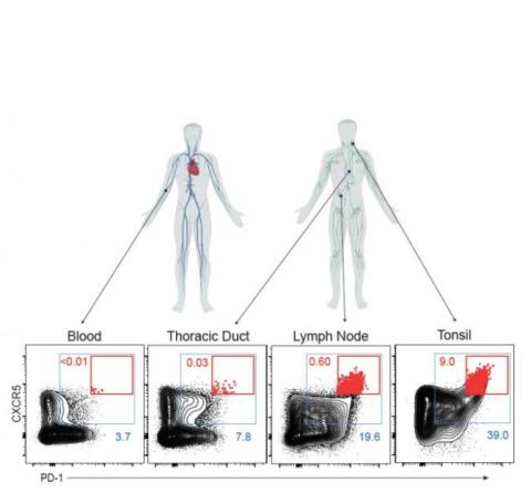 Les Tfh sont collectées dans les canaux thoraciques humains - le principal "tuyau de drainage", mais difficile d’accès, qui transporte le liquide qui coule du système lymphatique vers la circulation sanguine