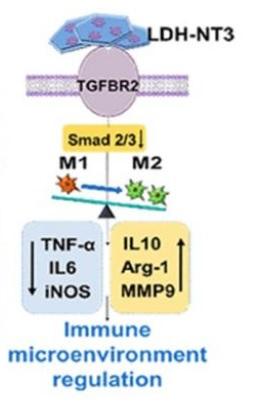 Ce nouveau nanobiomatériau stimule la croissance neuronale chez la souris (Visuel Liming Cheng, Rongrong Zhu, Département d'orthopédie, Hôpital Tongji- Université de Tongji)