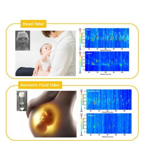 Lorsque l'odeur cible était l'un des mélanges basés sur l'odeur de la tête des bébés, le taux d'identification est supérieur à 70% pour tous les participants ;