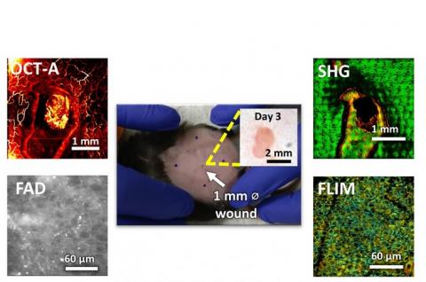 Visuel GSK Center for Optical Molecular Imaging