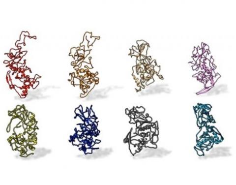 La protéine N (pour Nucleocapside), avec laquelle interagissent les anticorps de patients atteints de COVID-19, est conservée dans tous les coronavirus pandémiques de type SARS (Visuel Kelly Lab / Penn State) La protéine N (pour Nucleocapside), avec laquelle interagissent les anticorps de patients atteints de COVID-19, est conservée dans tous les coronavirus pandémiques de type SARS (Visuel Kelly Lab / Penn State)