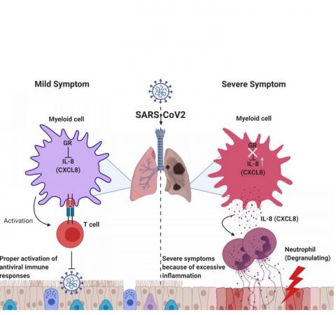 Une faible expression des récepteurs des glucocorticoïdes (GR) induit à une inflammation excessive puis des lésions pulmonaires causées par les neutrophiles, en raison de l’augmentation de l'expression de cytokines (Schéma Professor Heung Kyu Lee, KAIST. Created with Biorender.com)