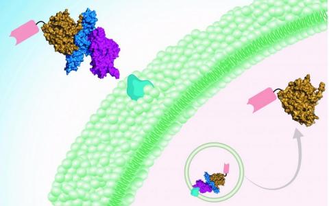 La nouvelle approche, testée chez la souris, est basée sur la toxine botulique elle-même, mais modifiée (en haut à gauche) et sur un mini-anticorps ou nanocorps (étiquette rose) (Visuel Sicai Zhang/Dong Lab, Boston Children's Hospital)