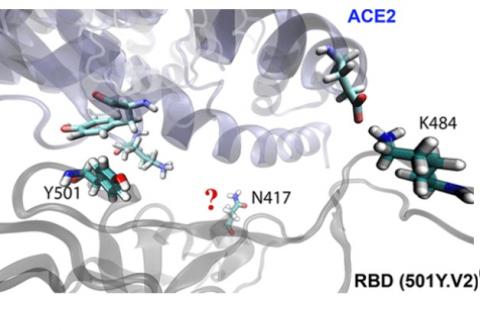 Quel avantage évolutif de la mutation K417N ? (Visuel Journal of Medicinal Chemistry) Quel avantage évolutif de la mutation K417N ? (Visuel Journal of Medicinal Chemistry)