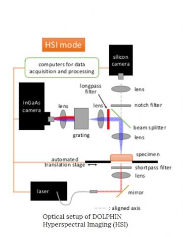 Des sondes qui ciblent et marquent par fluorescence des cellules cancéreuses spécifiques 