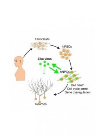 Le virus infecte sélectivement les cellules qui forment le cortex du cerveau