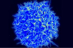 Des cas bénins de COVID-19 peuvent produire une forte réponse des lymphocytes T à mémoire (Visuel NIH)